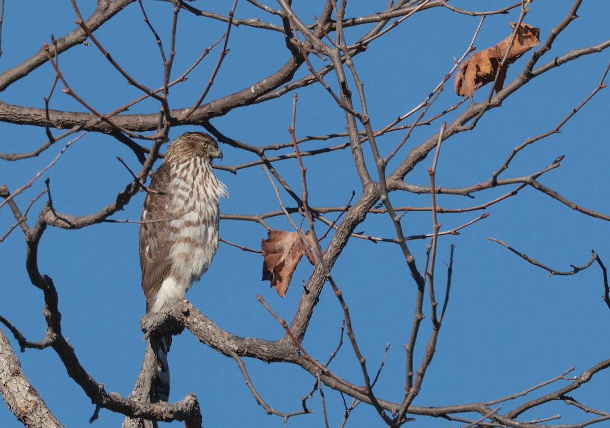 Cooper's Hawk - ML647804641
