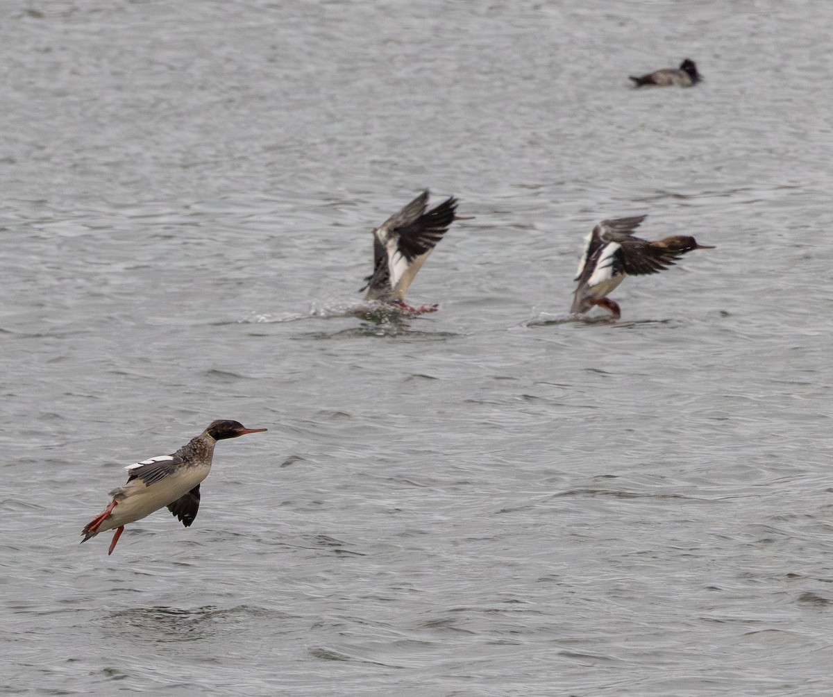 מרגון בינוני - ML647804644