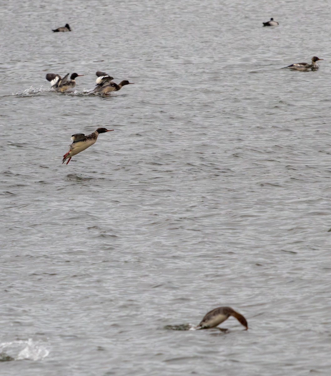 מרגון בינוני - ML647804645