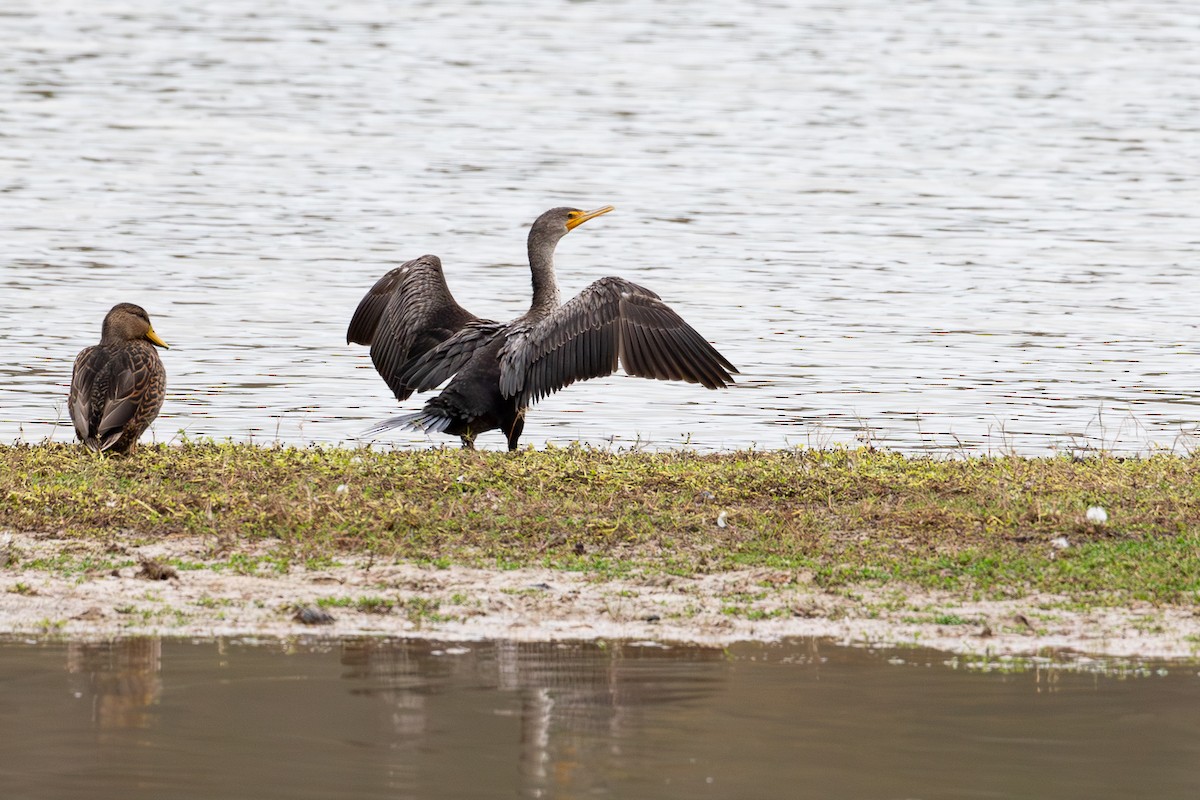 Double-crested Cormorant - ML647804646