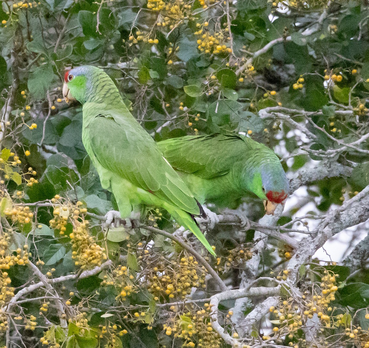 Lilac-crowned Amazon - ML647804649