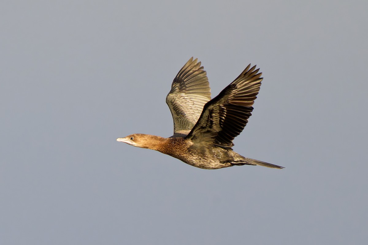 Ubarroi txikia - ML647804666