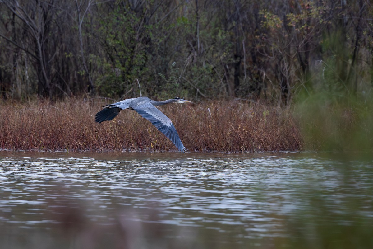 Great Blue Heron - ML647804674