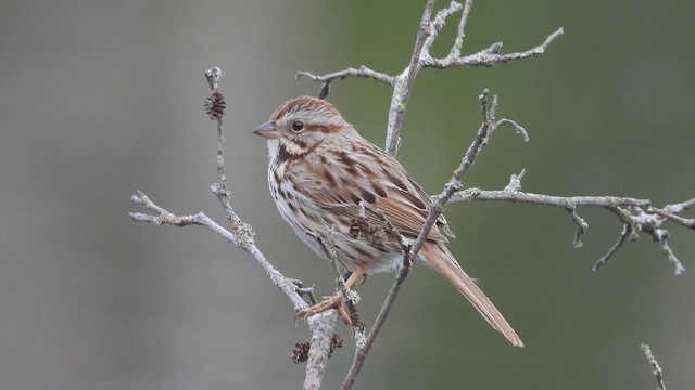 גיבתונית רוננת - ML647804694