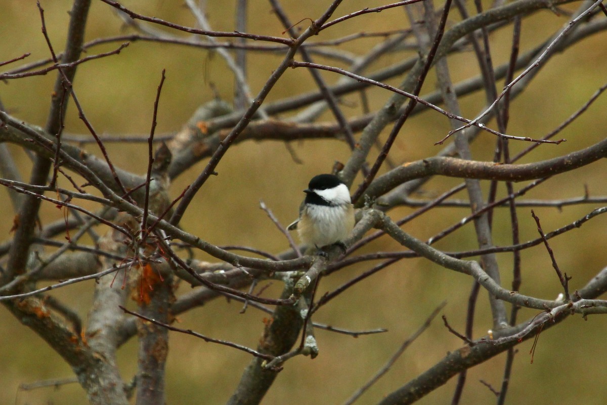 Гаїчка світлокрила - ML647804709