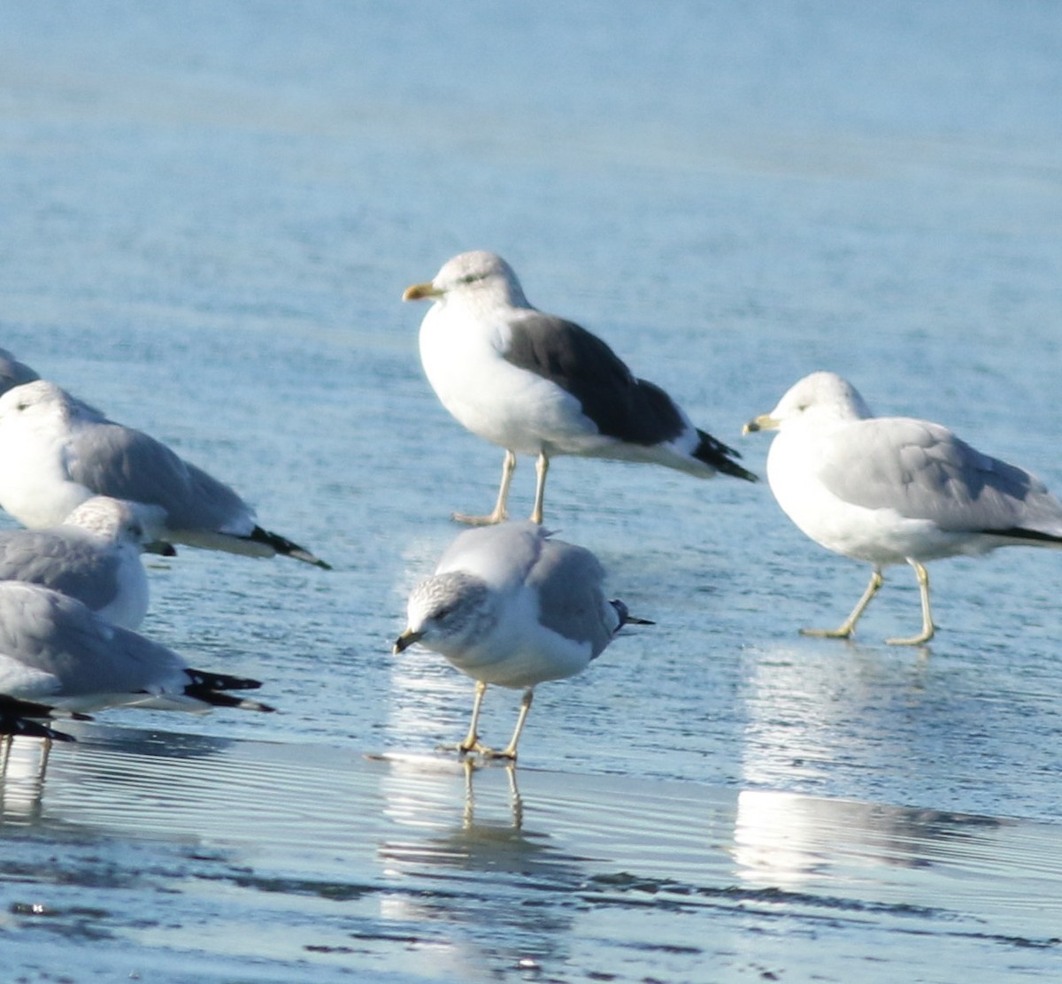 Lesser Black-backed Gull - ML647804725