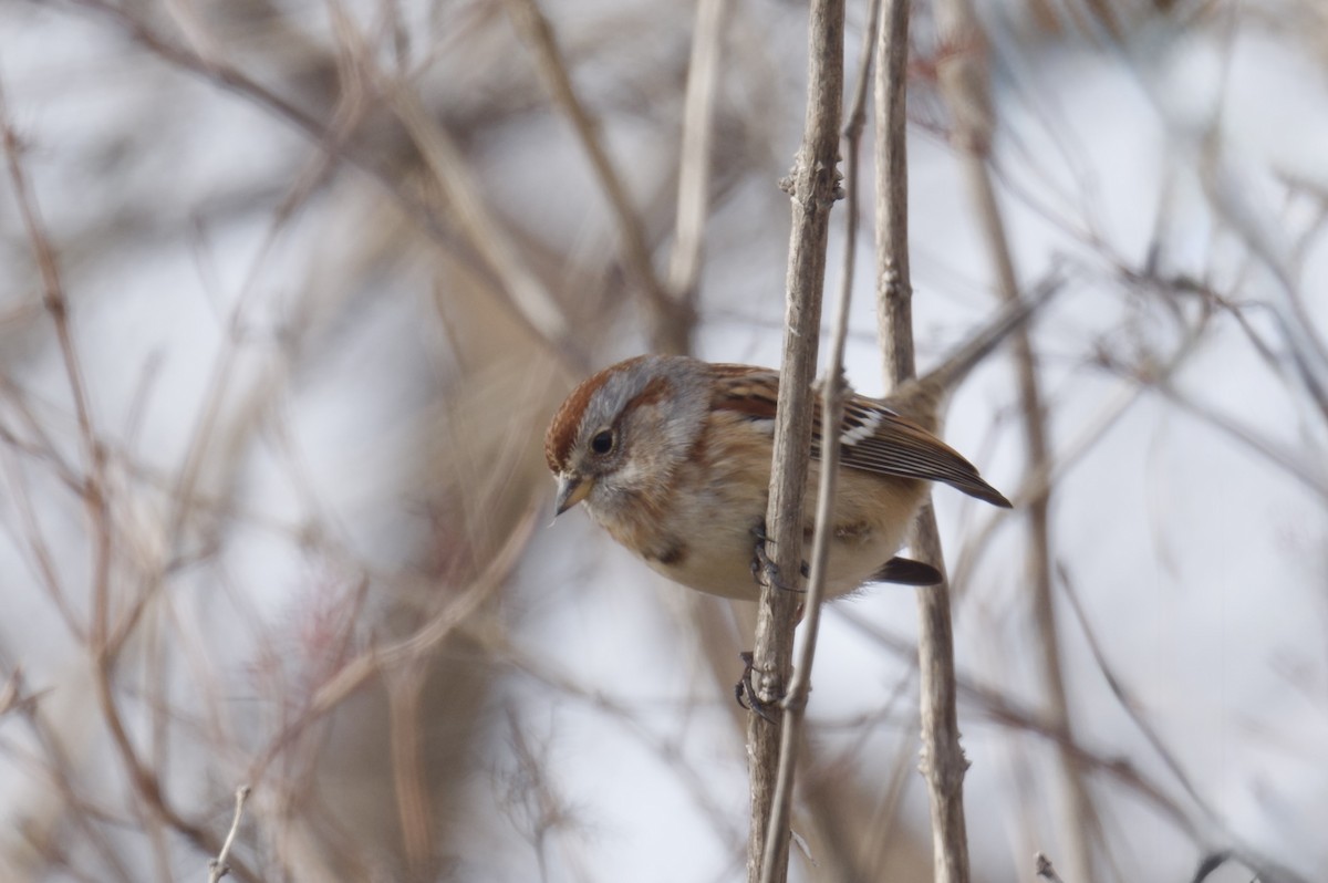 Пасовник північний - ML647804735