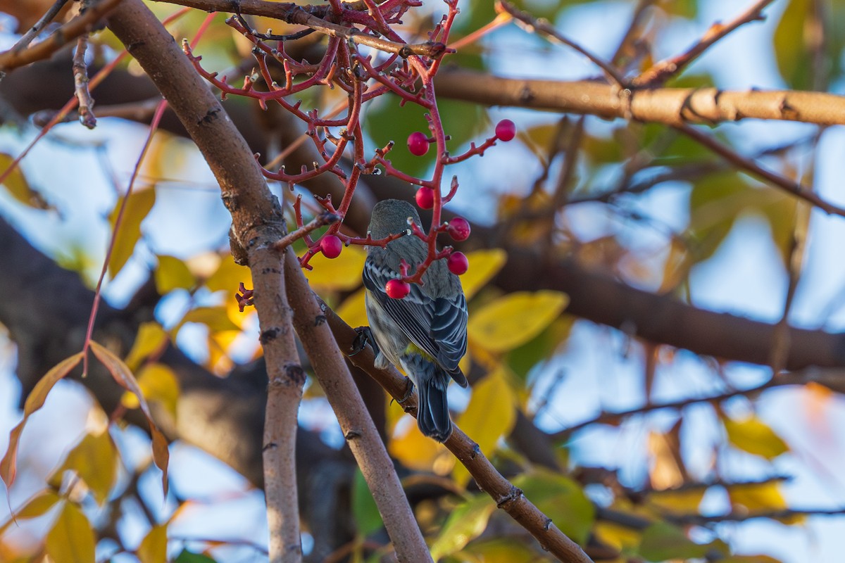 Yellow-rumped Warbler - ML647804738