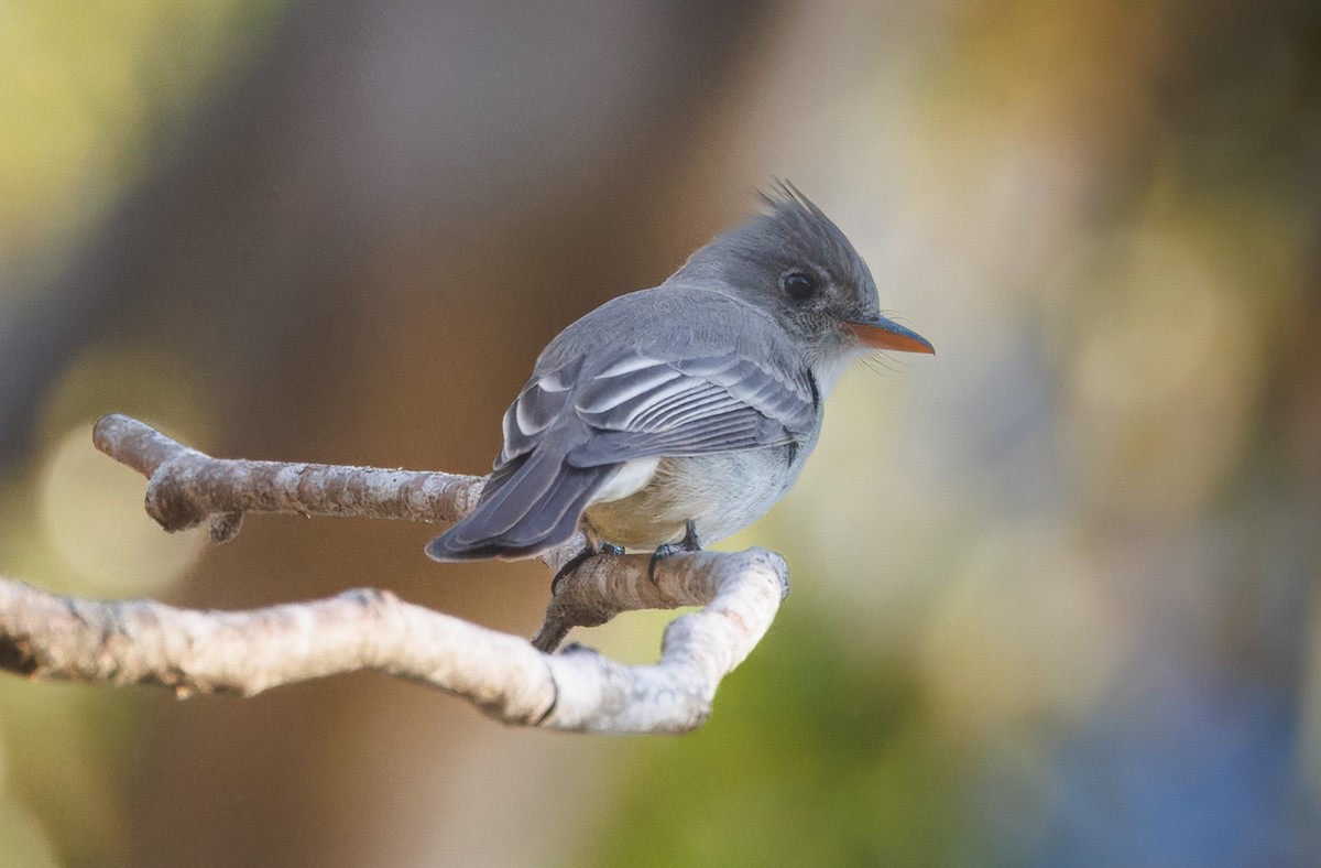 Pibí Tengofrío - ML647804739