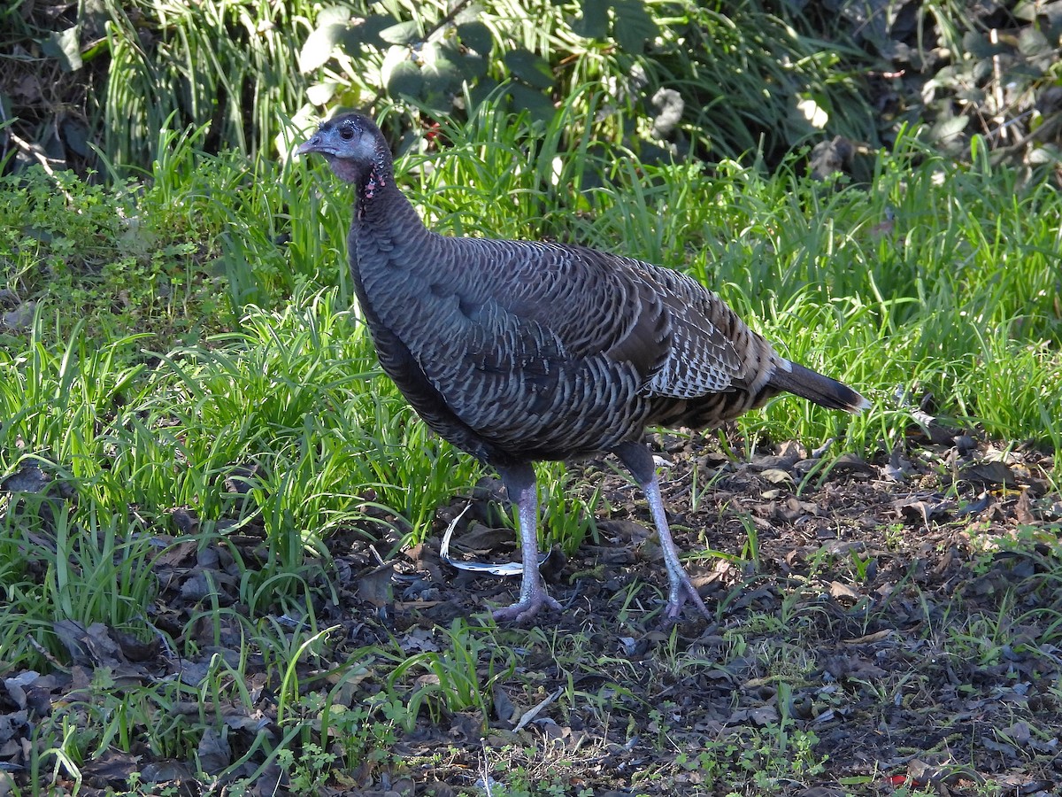 Wild Turkey - ML647804744