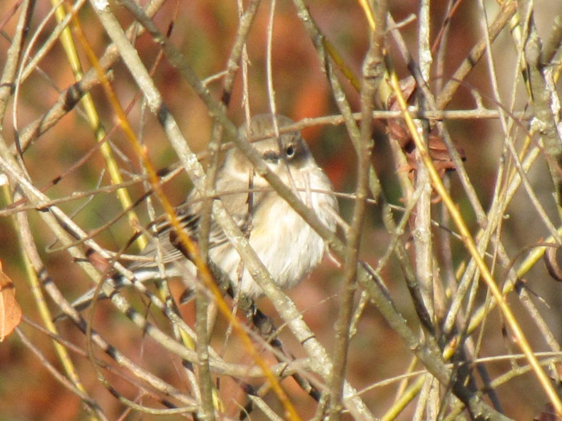 Yellow-rumped Warbler - ML647804747