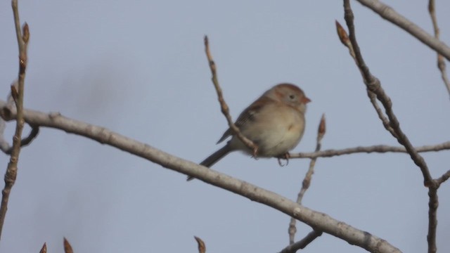 Field Sparrow - ML647804763