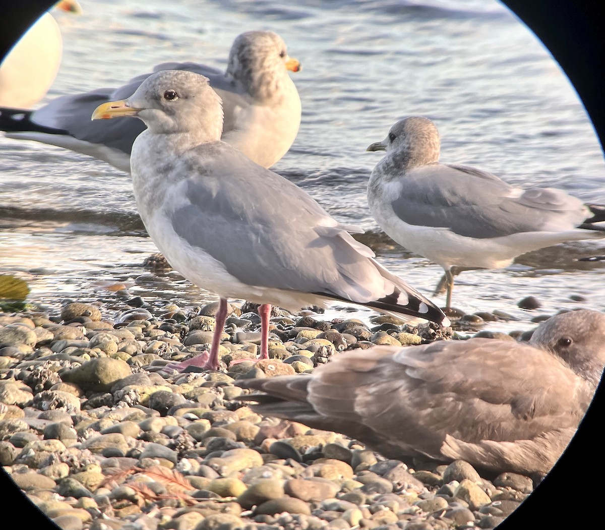 アイスランドカモメ（亜種 カナダカモメ） - ML647804768