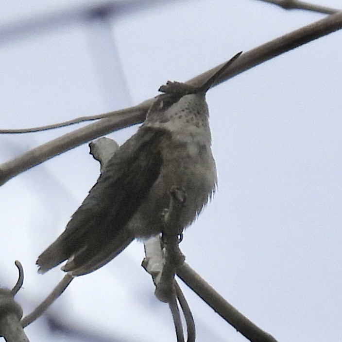 Рубиновогорлый колибри - ML647804783