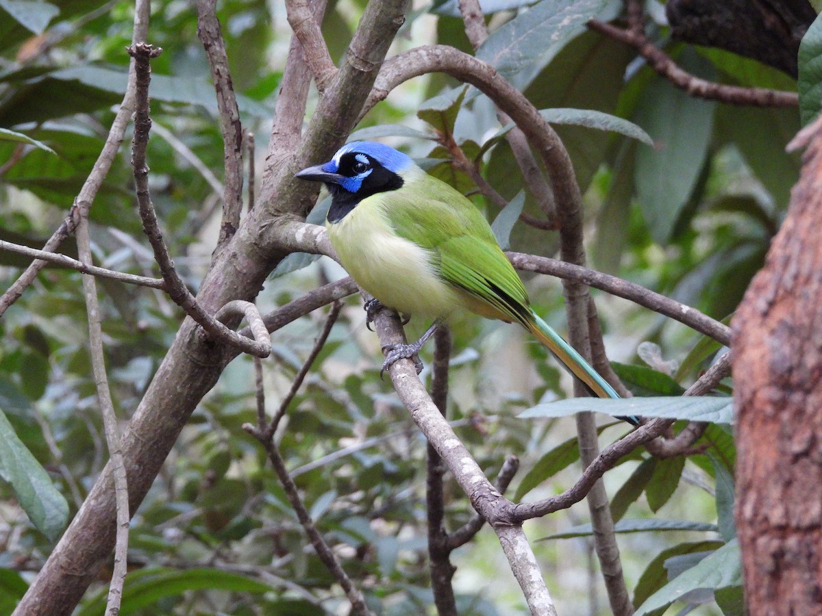 インカサンジャク - ML647804784