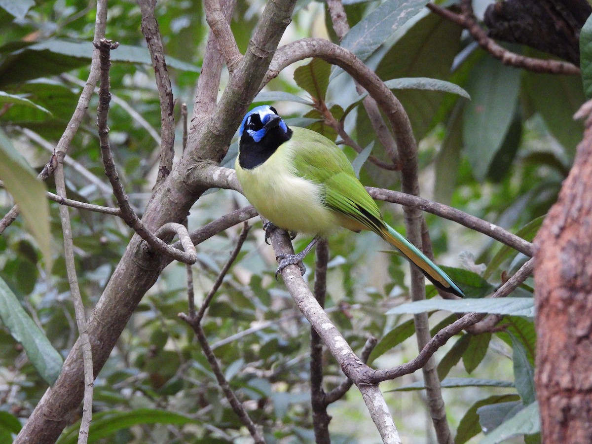 インカサンジャク - ML647804785