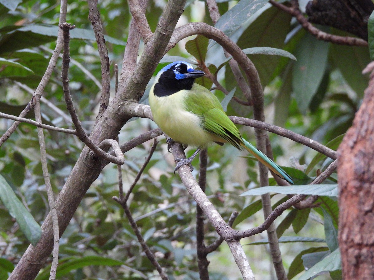 インカサンジャク - ML647804786