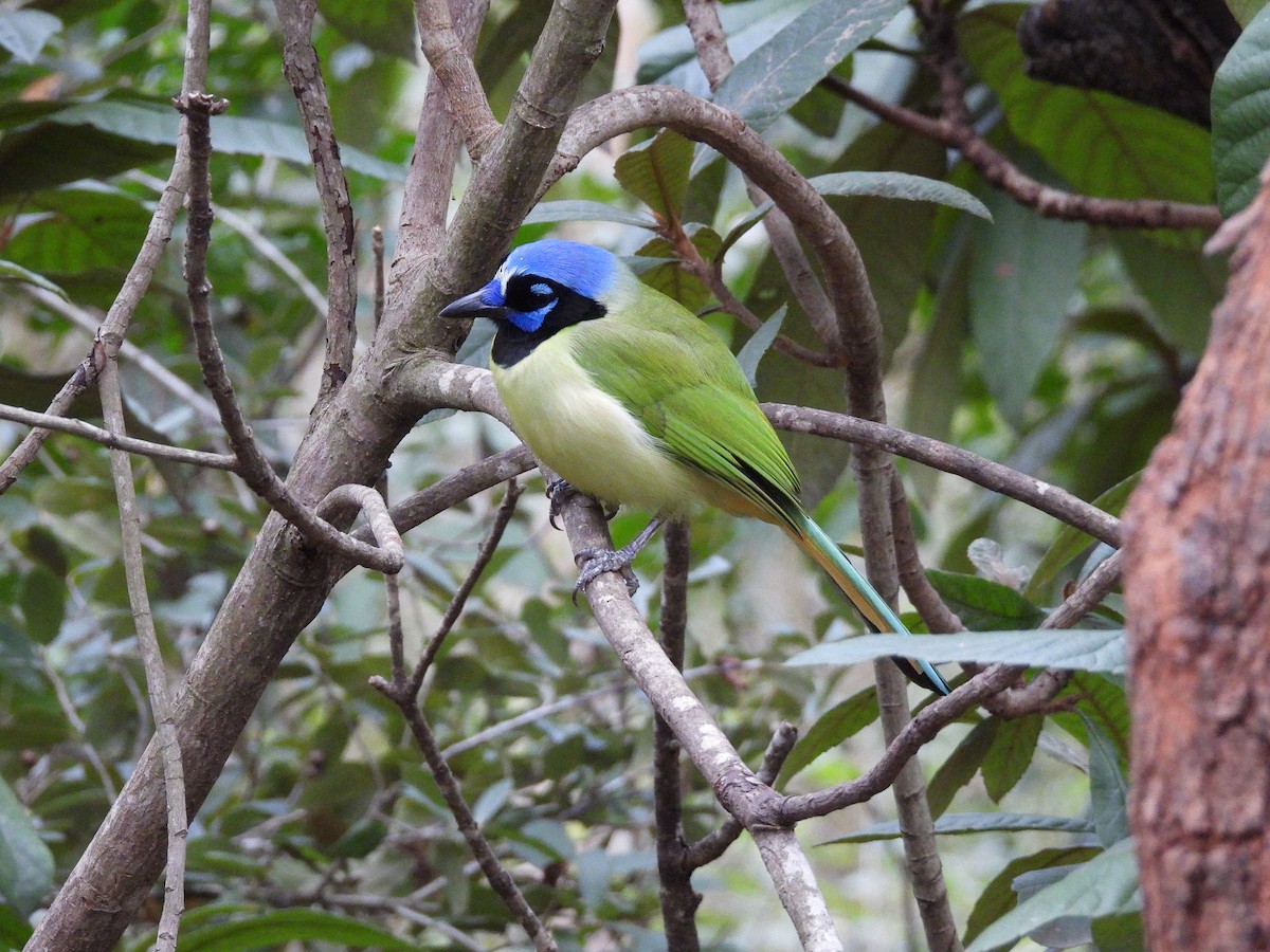 インカサンジャク - ML647804787