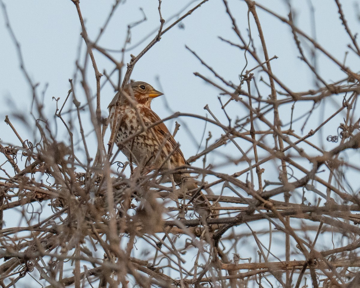 strnadec kaštanový - ML647804788