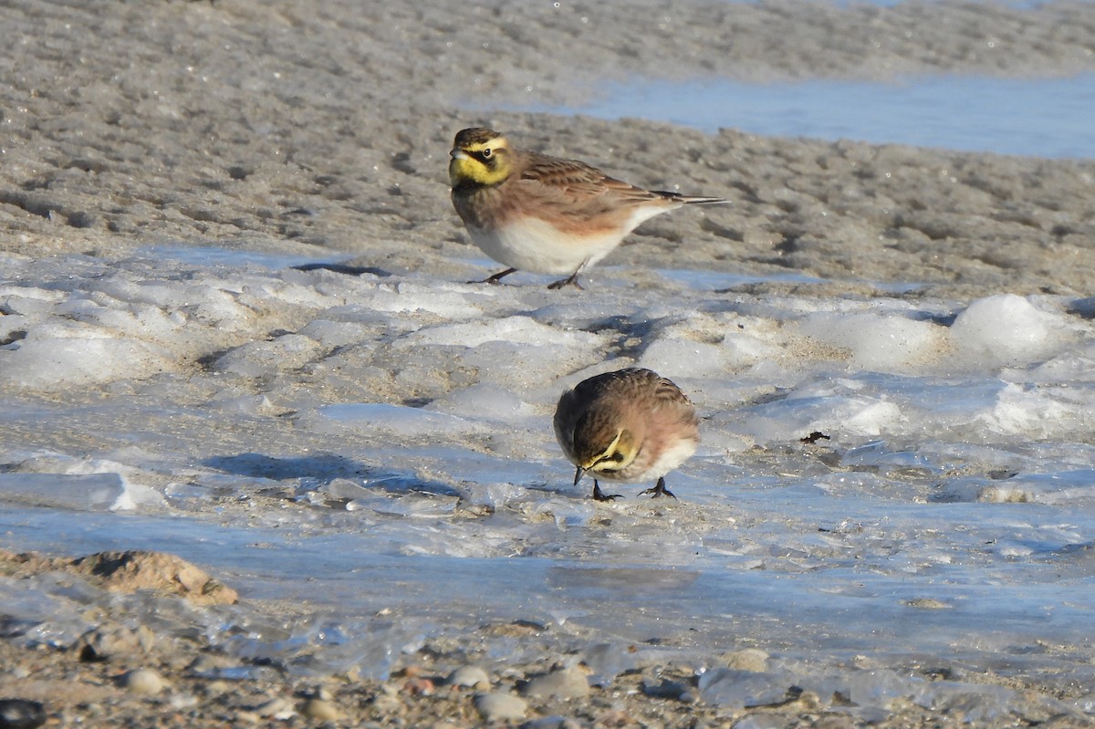 Alondra Cornuda - ML647804791