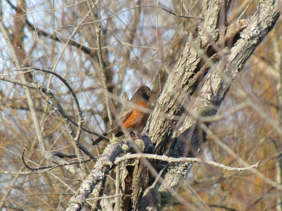 Дрізд мандрівний - ML647804800