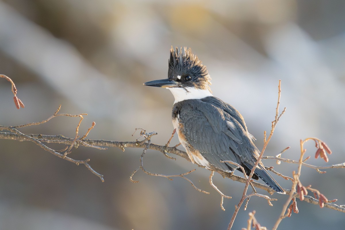 Martin handi iparramerikarra - ML647804801