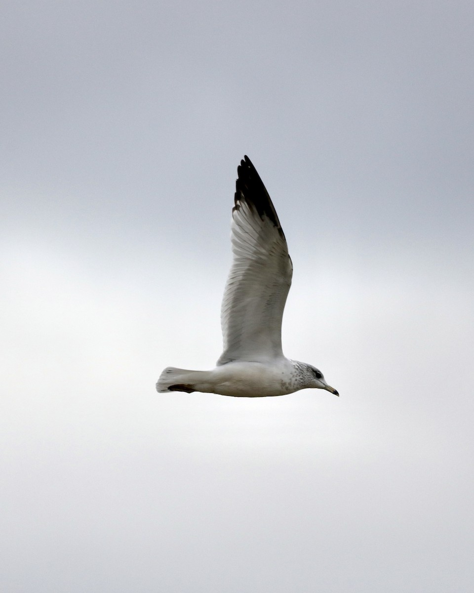 Мартин делаверський - ML647804807