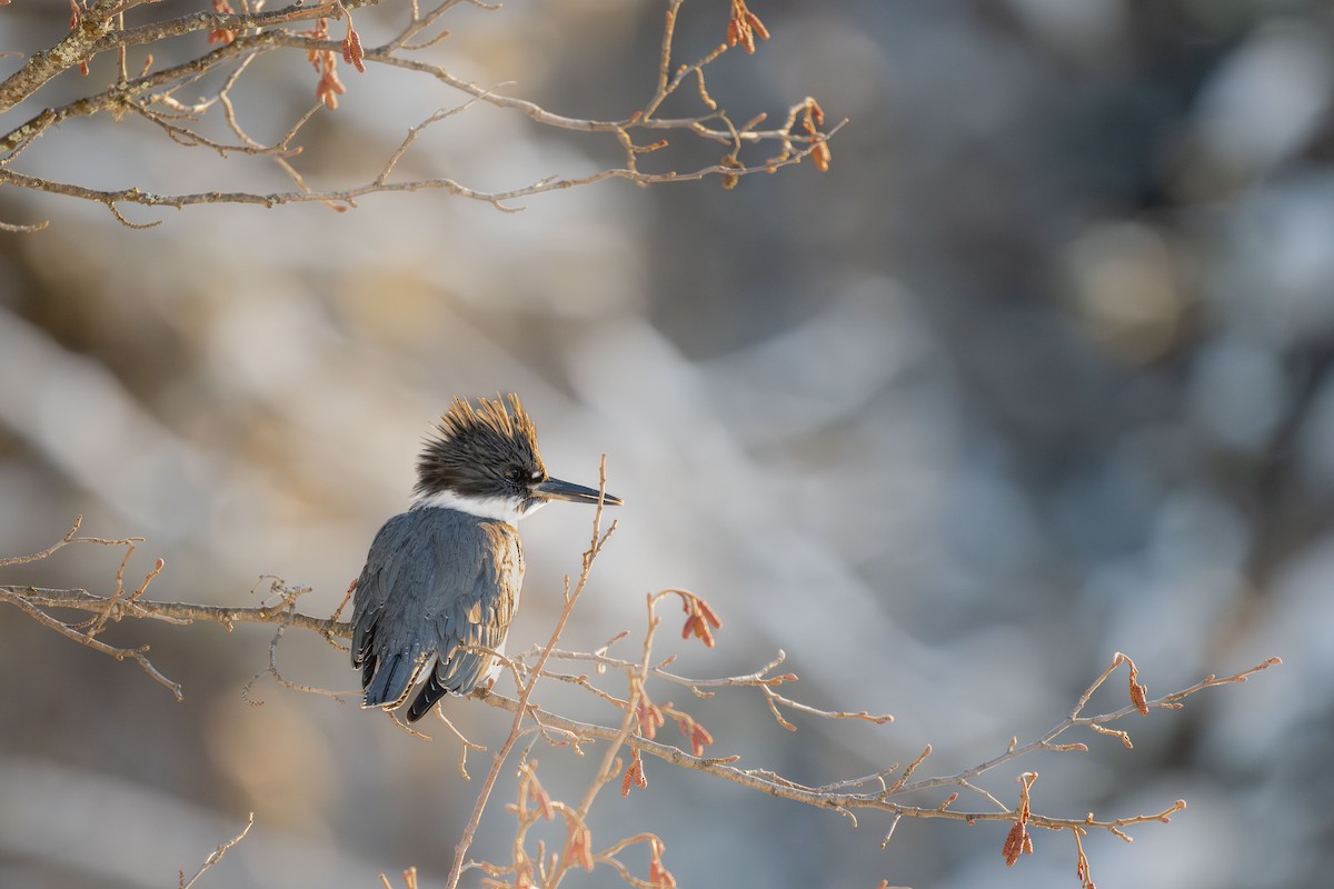 Martin handi iparramerikarra - ML647804824