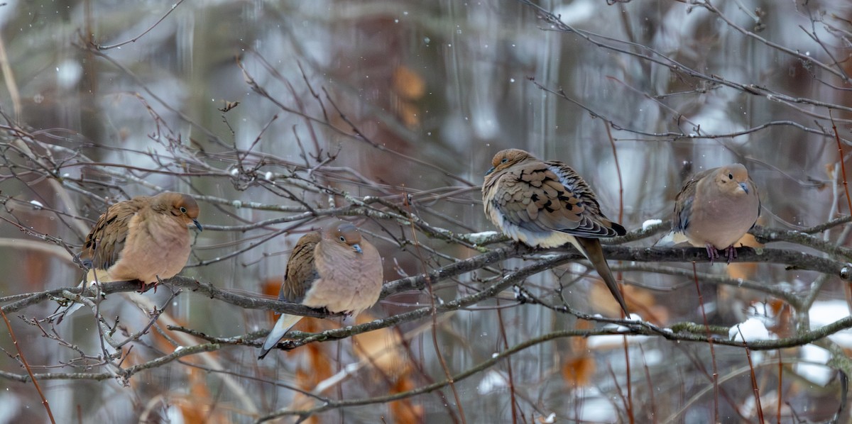 Zenaida Huilota - ML647804826