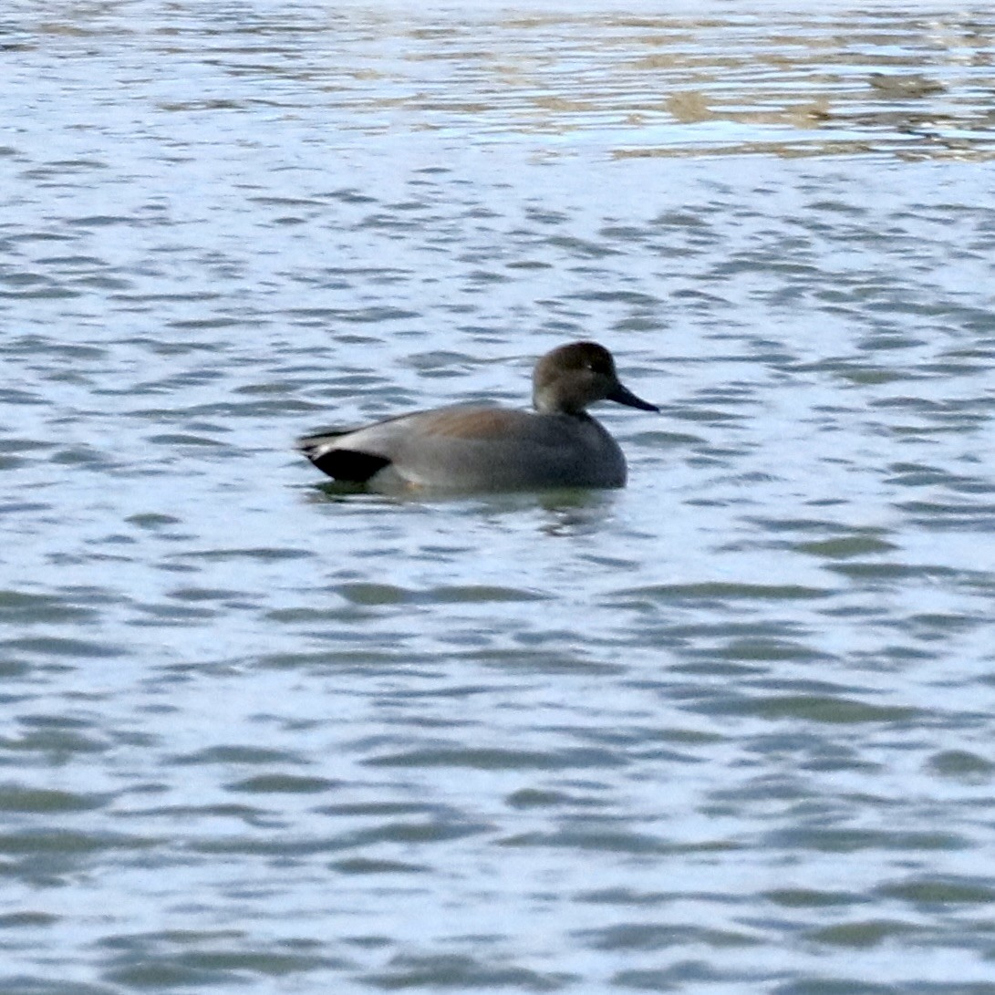 Нерозень - ML647804829