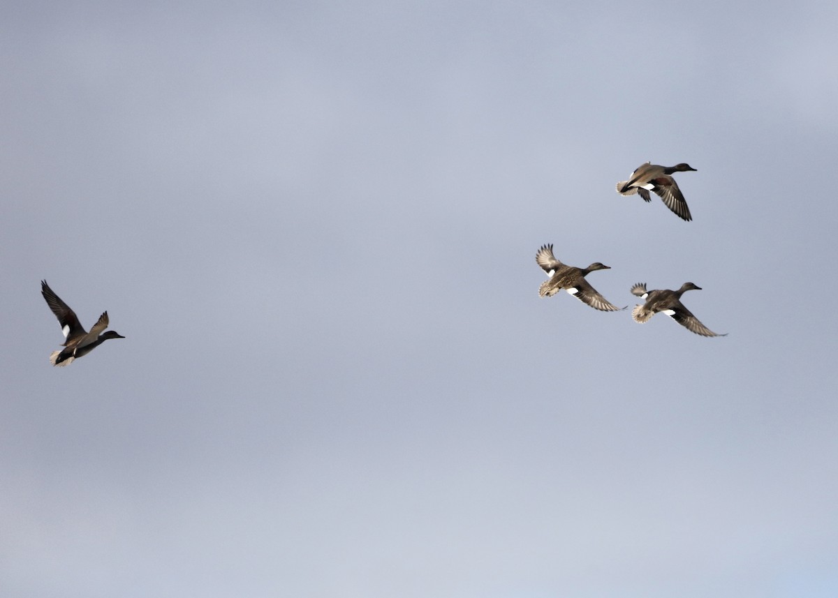 Нерозень - ML647804830