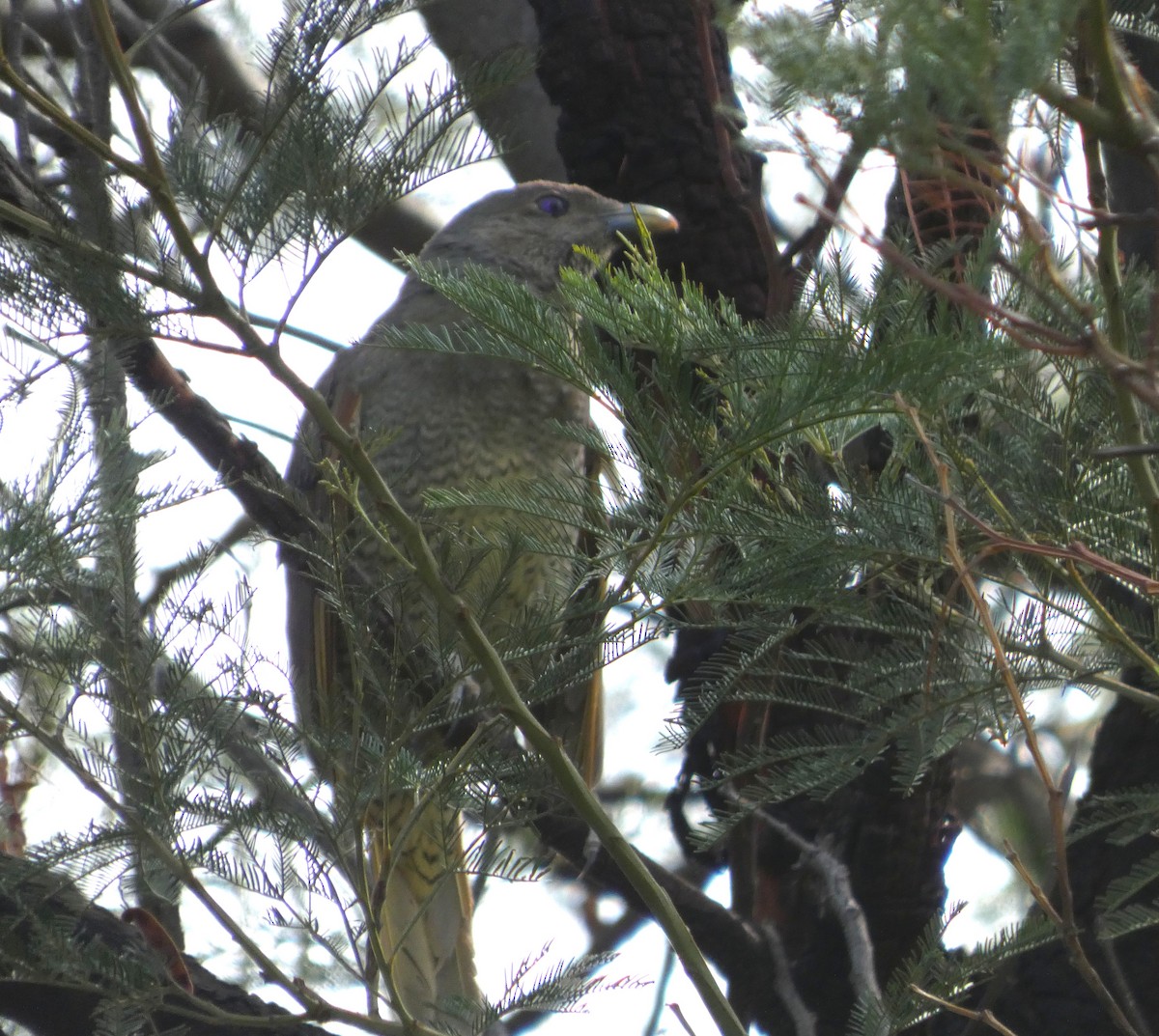 Satin Bowerbird - ML647804831