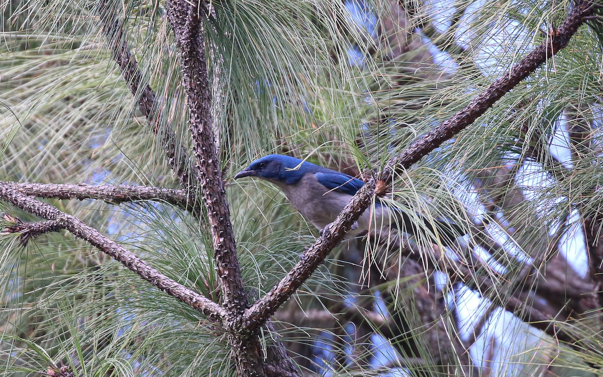 Transvolcanic Jay - ML647804835