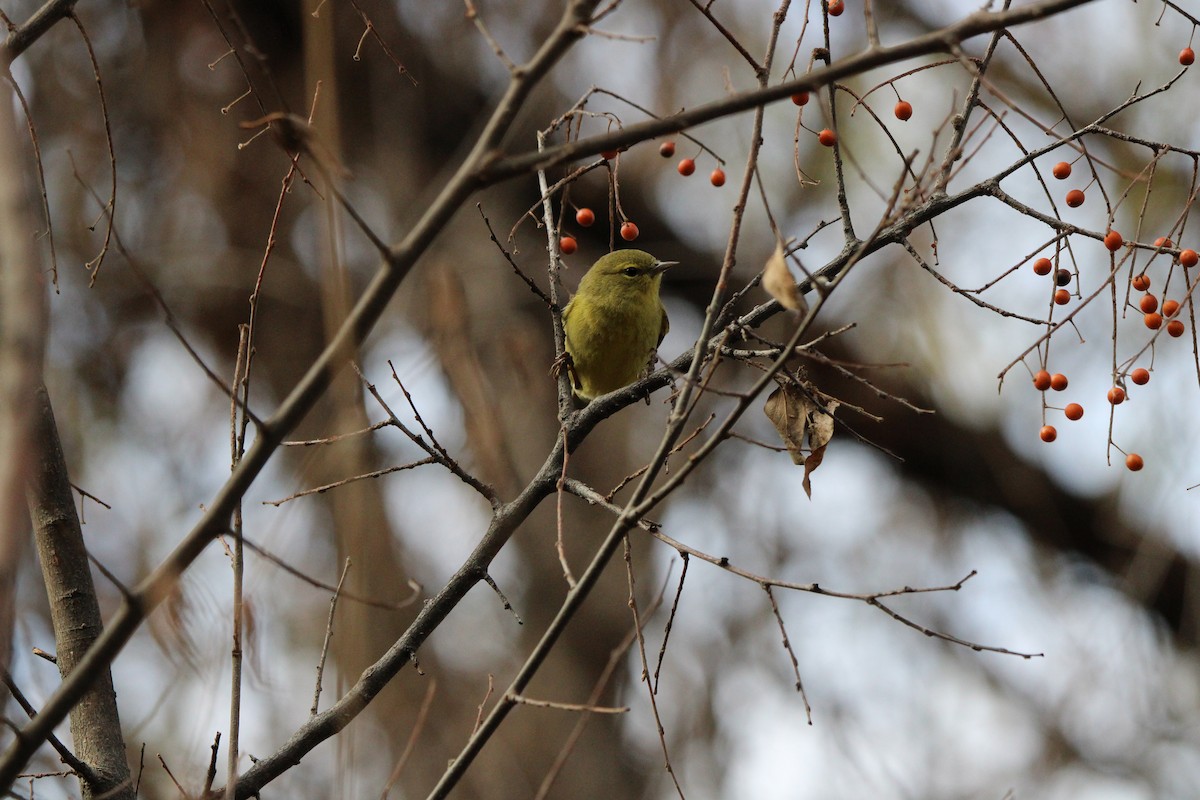Orange-crowned Warbler - ML647804836