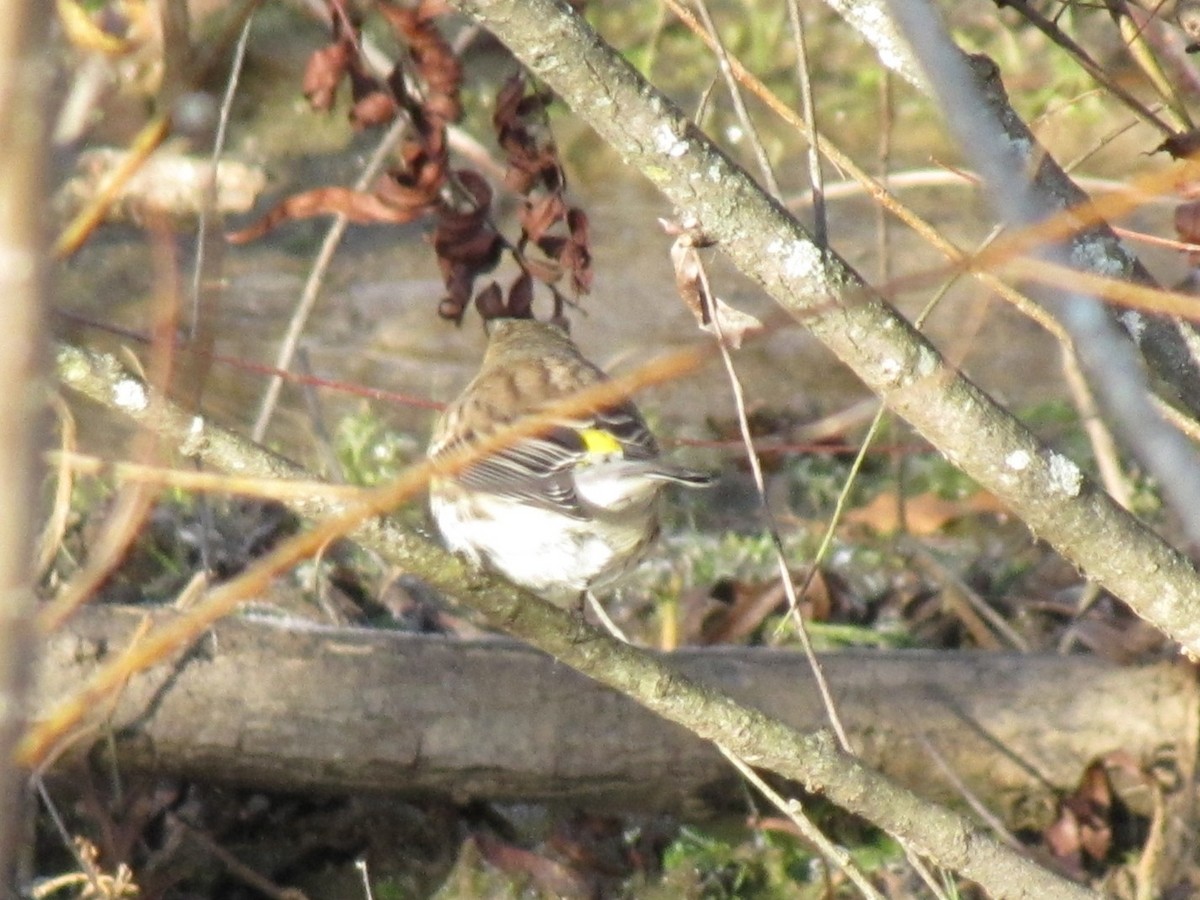 Yellow-rumped Warbler - ML647804838