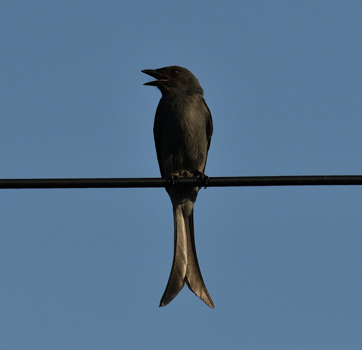 Ashy Drongo - ML647804840