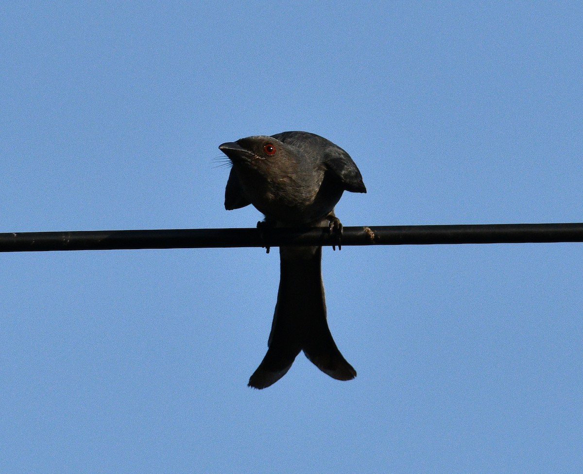 Ashy Drongo - ML647804841