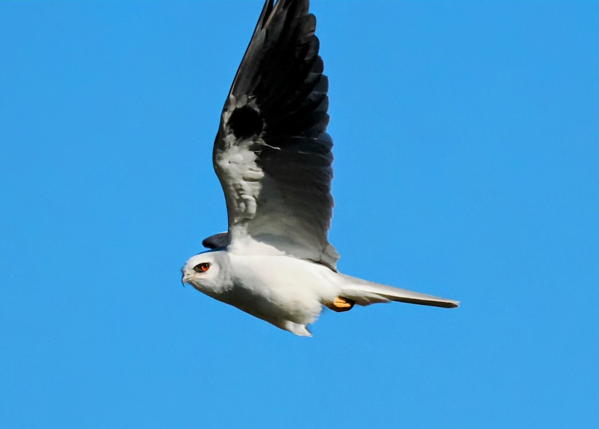 White-tailed Kite - ML647804844