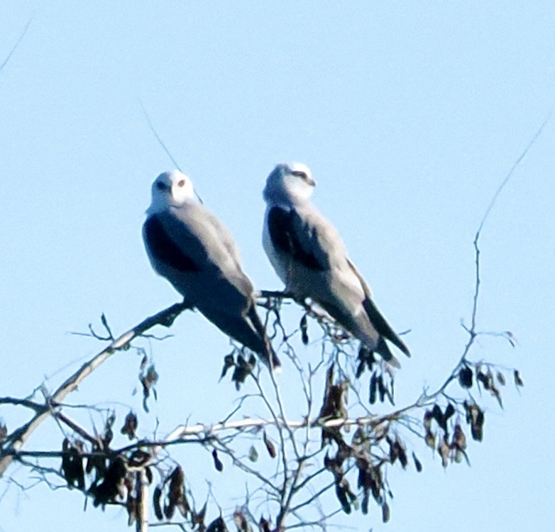 White-tailed Kite - ML647804845