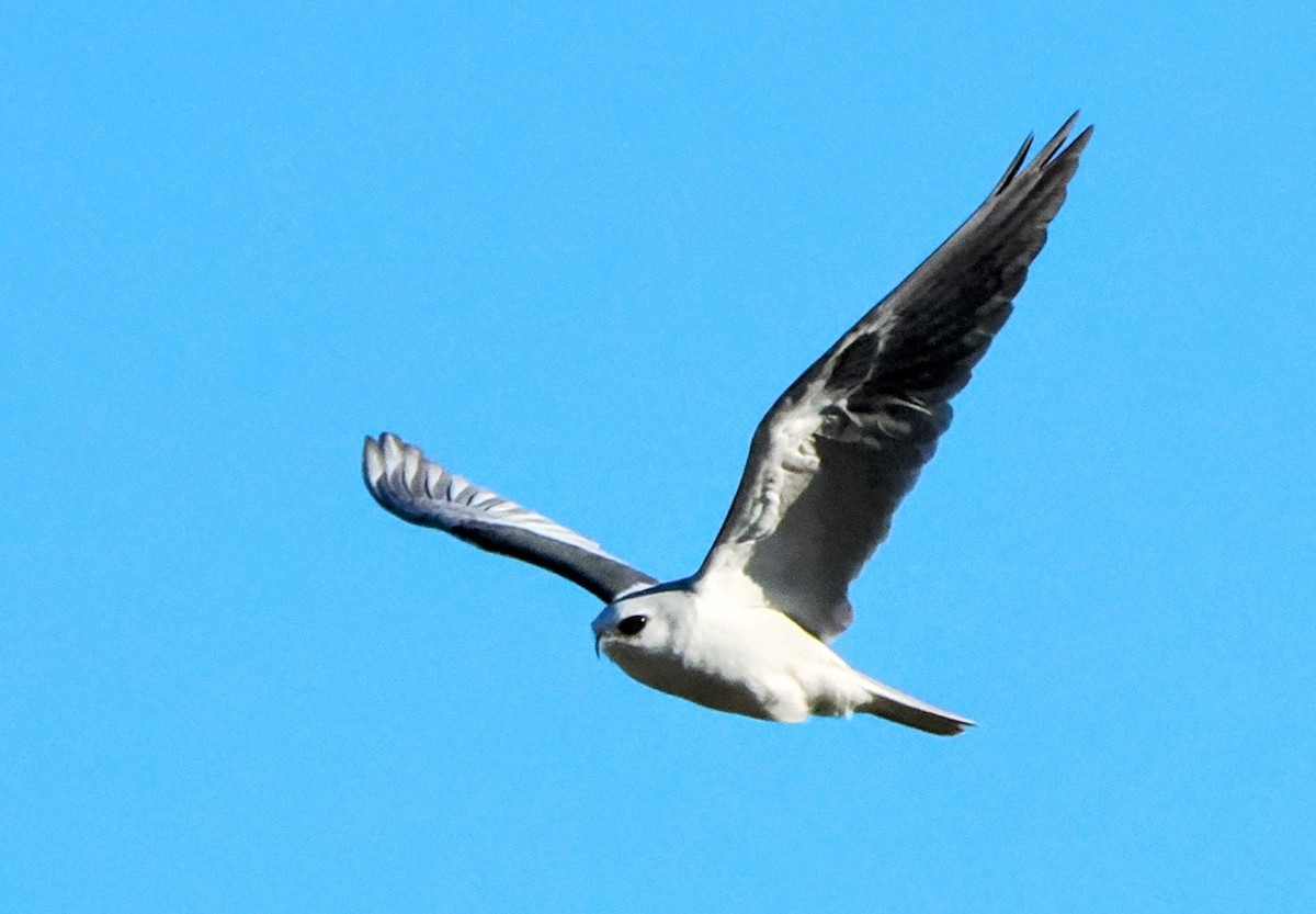 White-tailed Kite - ML647804846