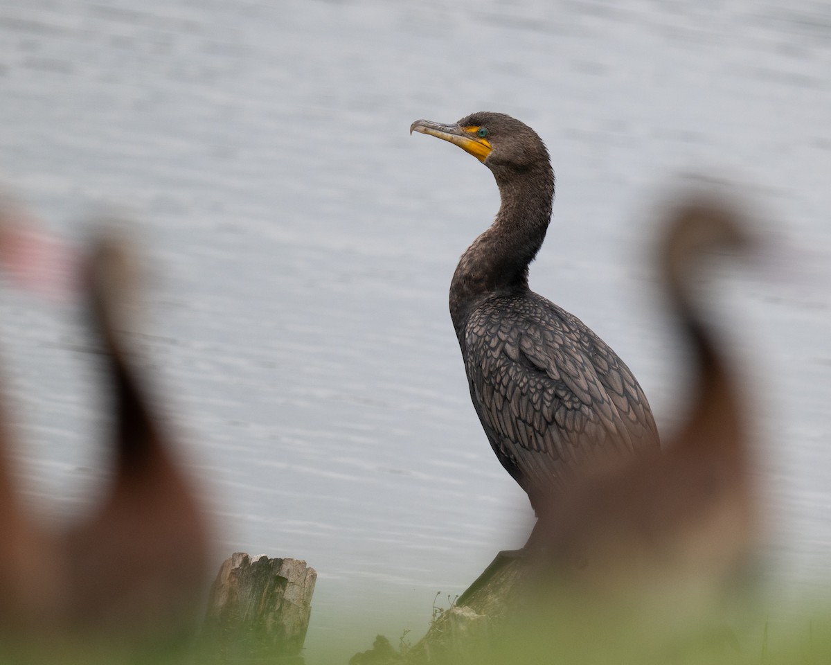Double-crested Cormorant - ML647804850