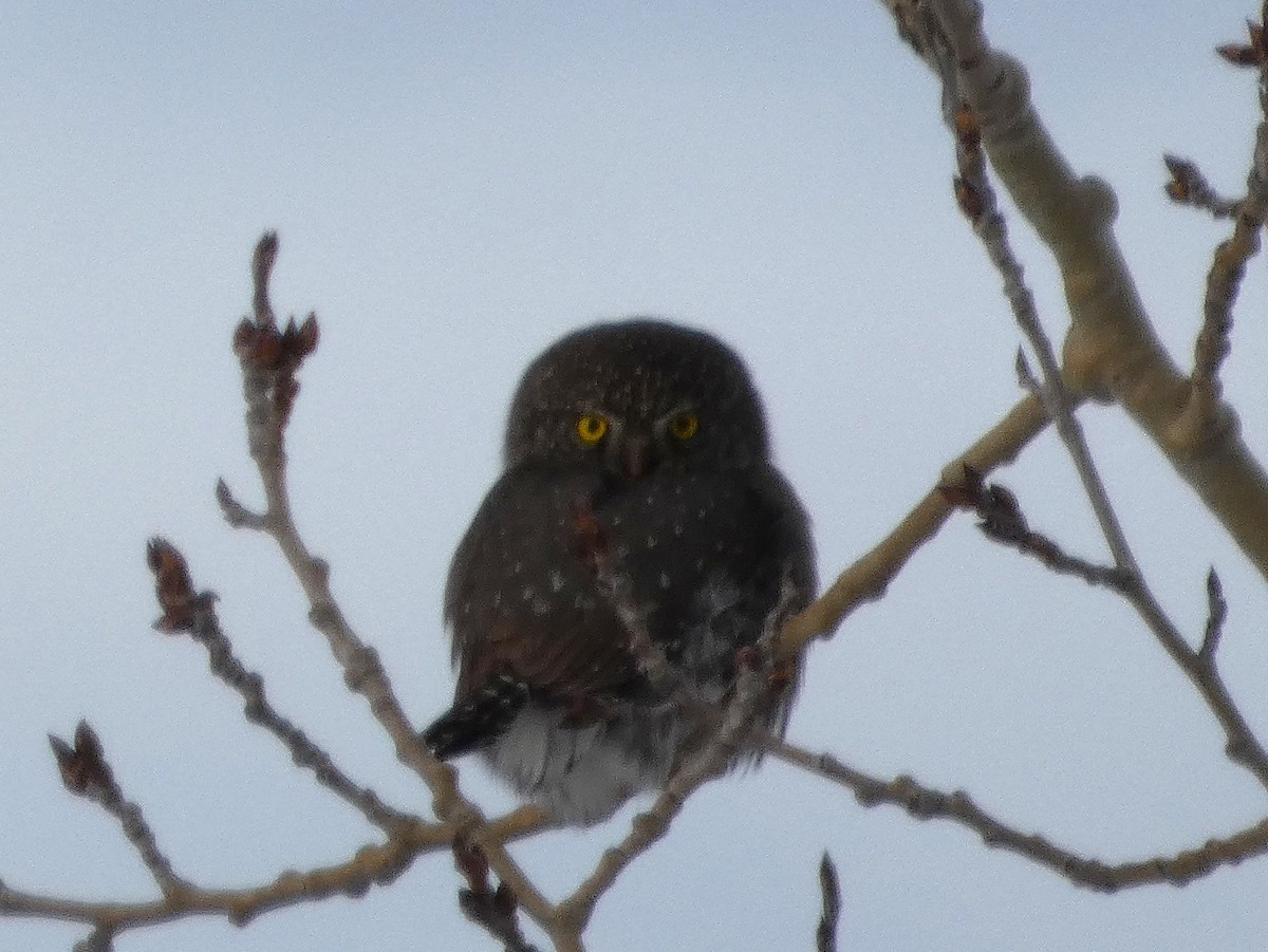 Northern Pygmy-Owl - ML647804851