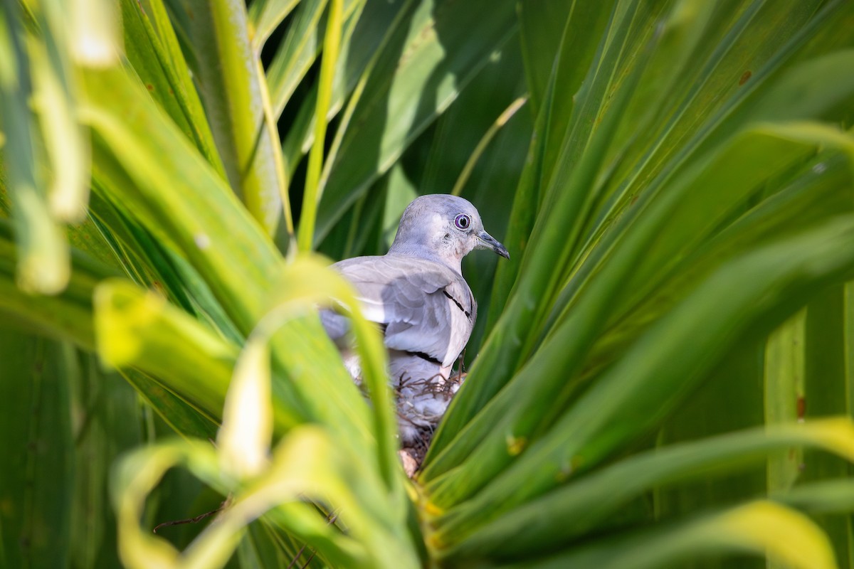 Picui Ground Dove - ML647804856