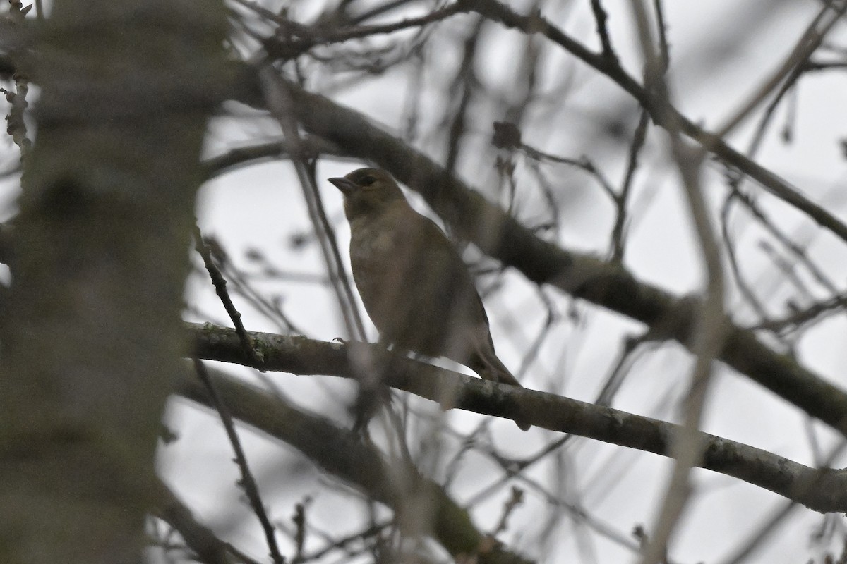 Common Chaffinch - ML647804857