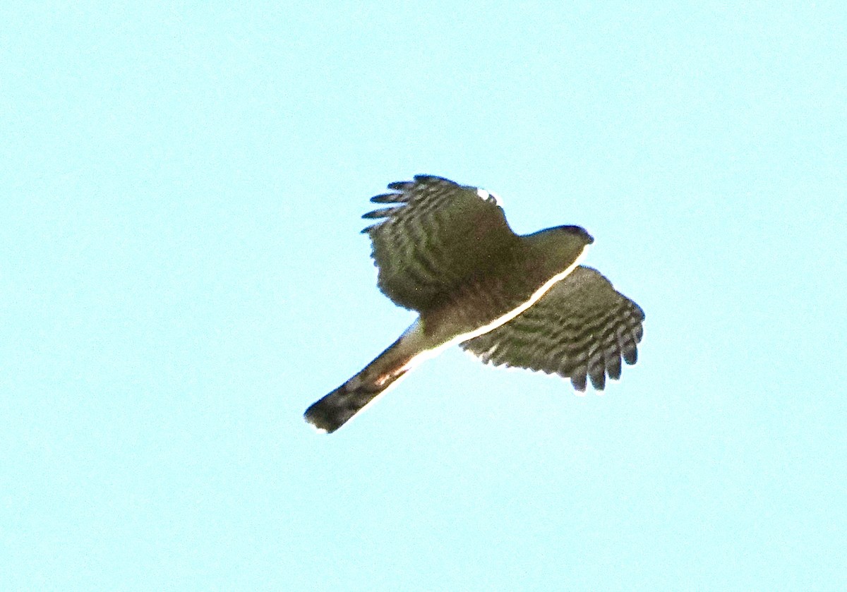 Sharp-shinned Hawk - ML647804858