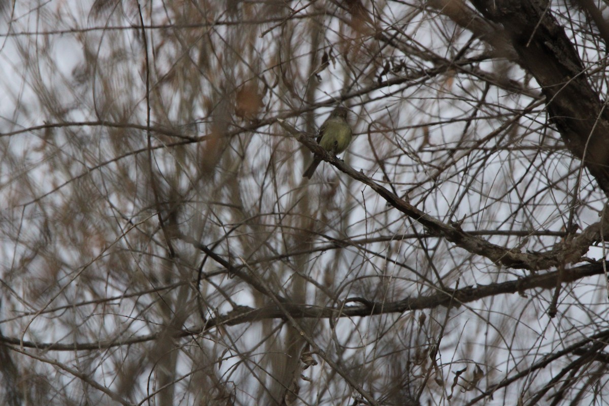 Hammond's Flycatcher - ML647804861
