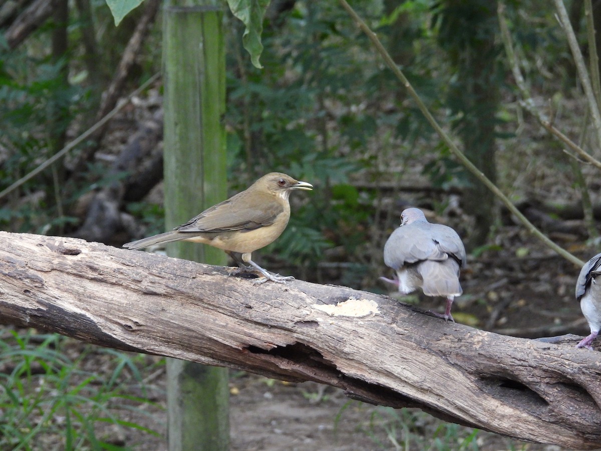 Clay-colored Thrush - ML647804862