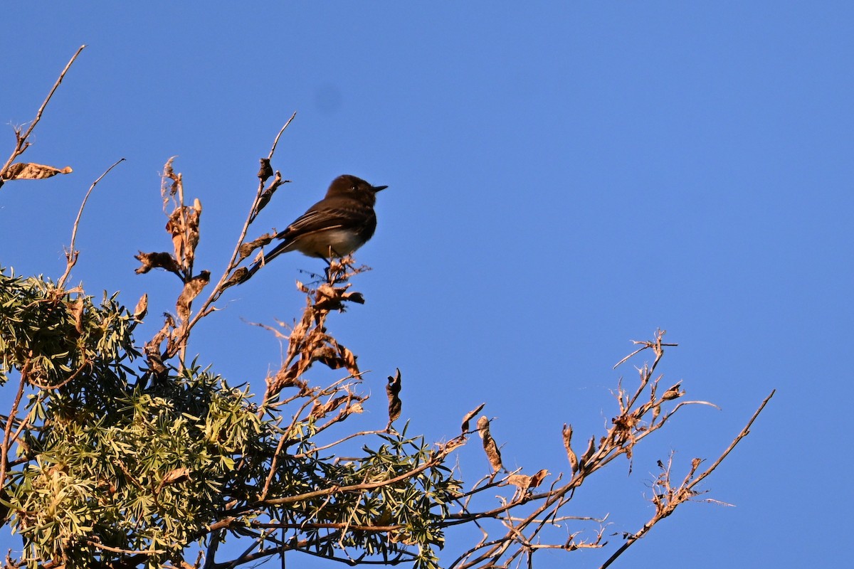 Black Phoebe - ML647804865