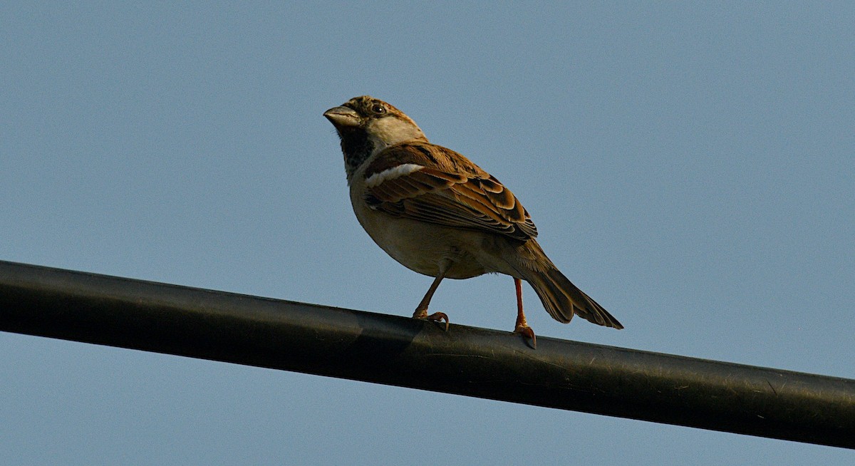 House Sparrow (Indian) - ML647804866