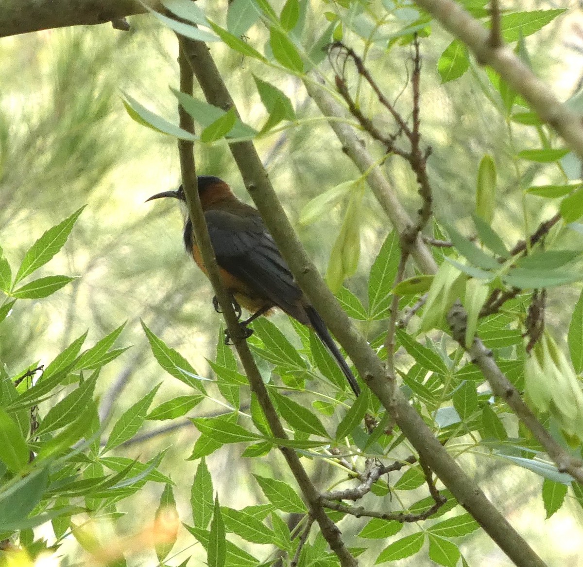 Eastern Spinebill - ML647804867